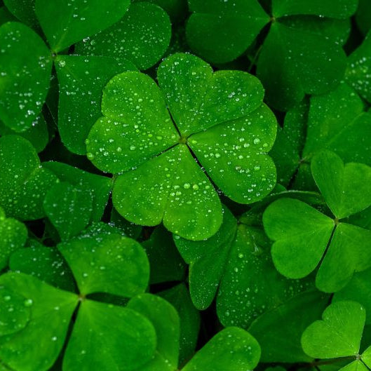 Shamrock Rish Clover Seeds - Flower Plant