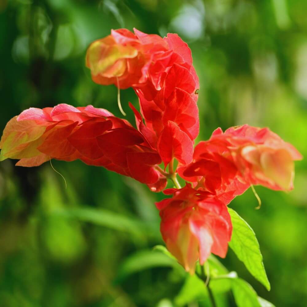 Shrimp Seeds - Flower Plant for Home Gardens