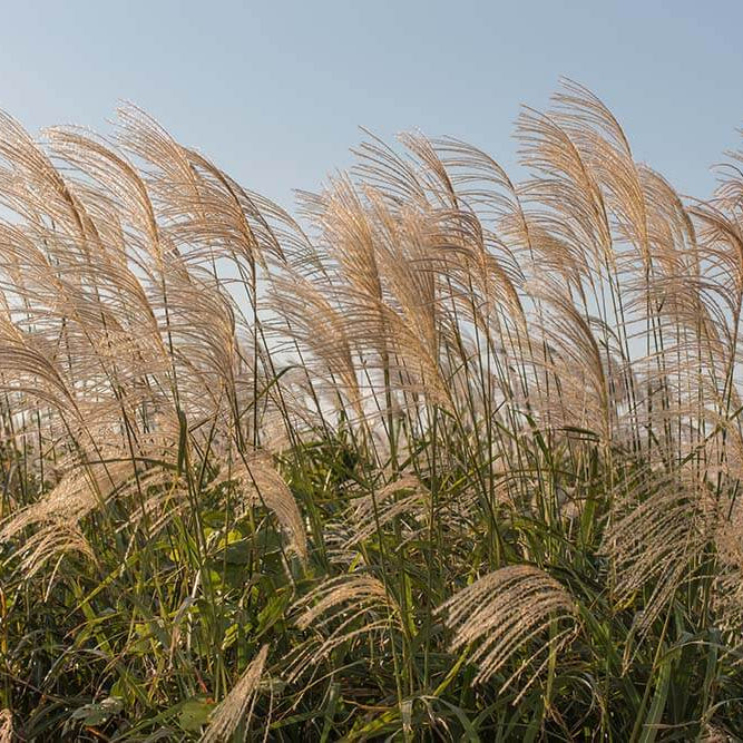 Silver Grass Seeds