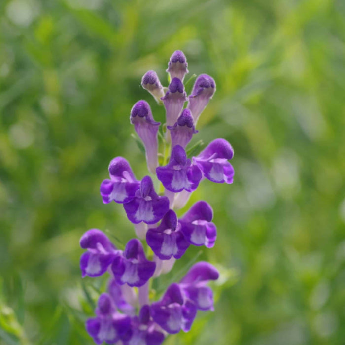Skullcap Seeds - Herbal Plant
