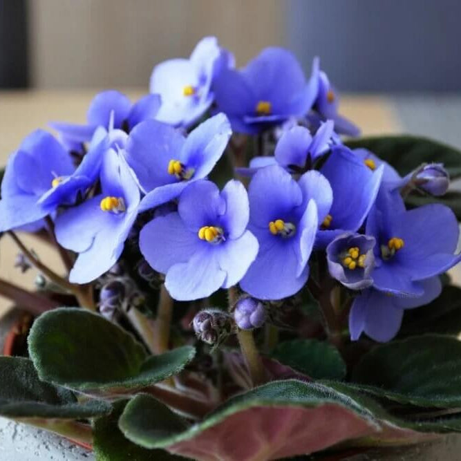 Sky Blue African Violet Seeds - Flower Plant