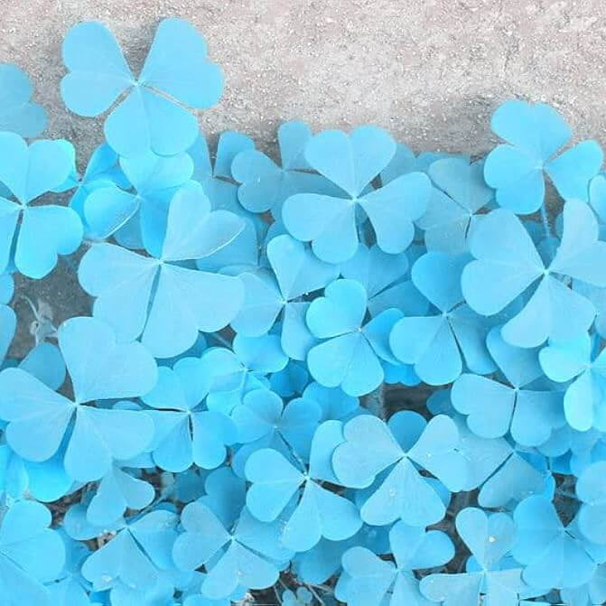 Sky Blue Leaf Clover Seeds - Flower Plant