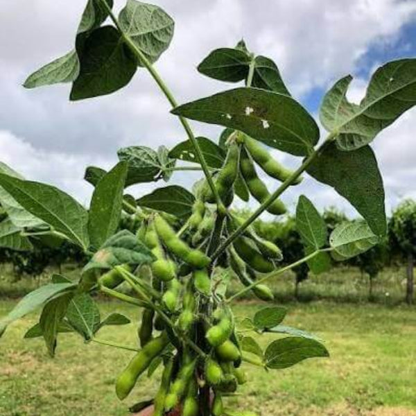 Small Seeded Edamame Seeds