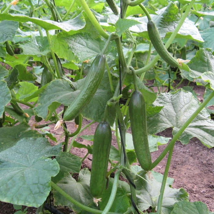 Socrates cucumber seeds - Vegetable Plant