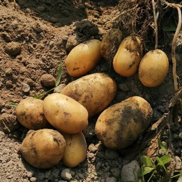 Solanum Tuberosum Seeds