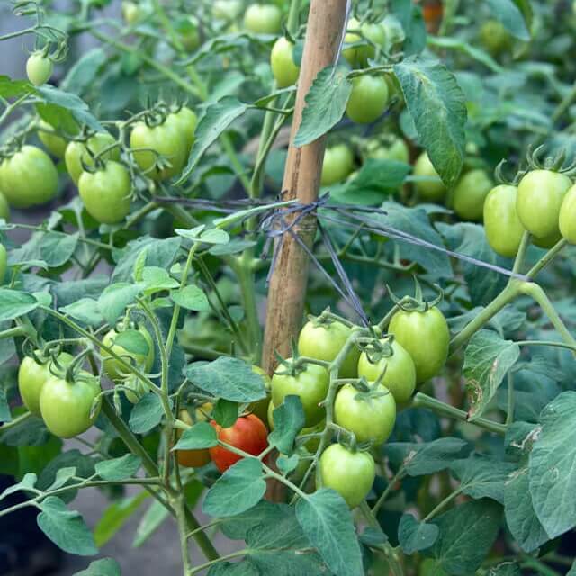 Solanum lycopersicum seeds