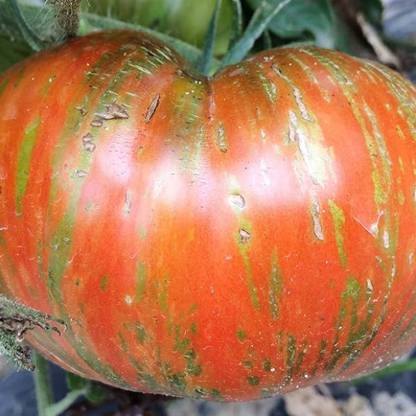 Solar Fire Tomato Seeds - Vegetable Plant