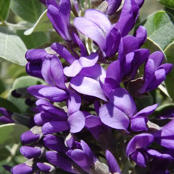 Sophora Secundiflora Seeds