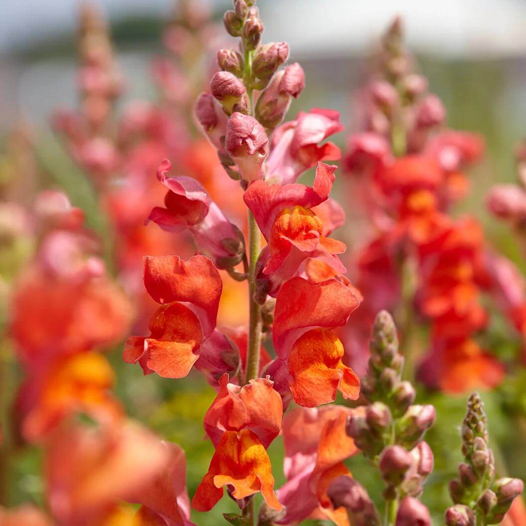 Sorbet Snapdragon Seeds - Heirloom Flower Plant for Home Gardens