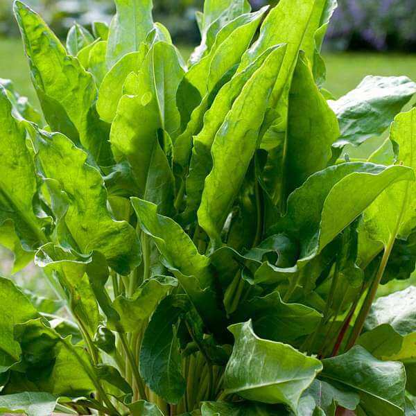 Sorrel Seeds - Herbal Plant