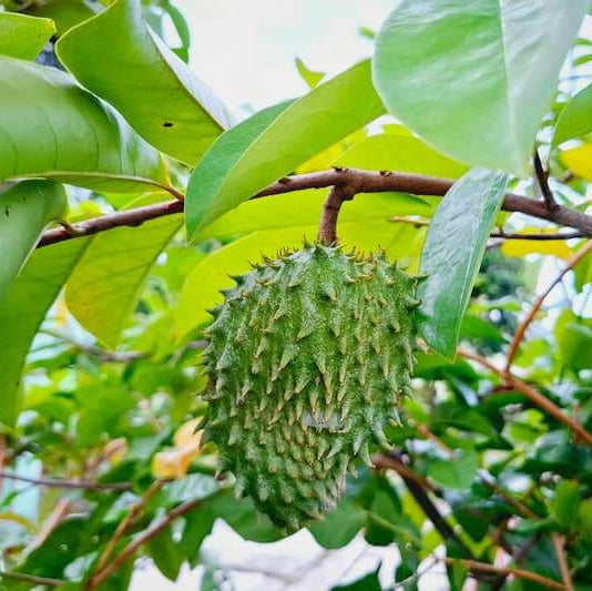 Soursop Seeds