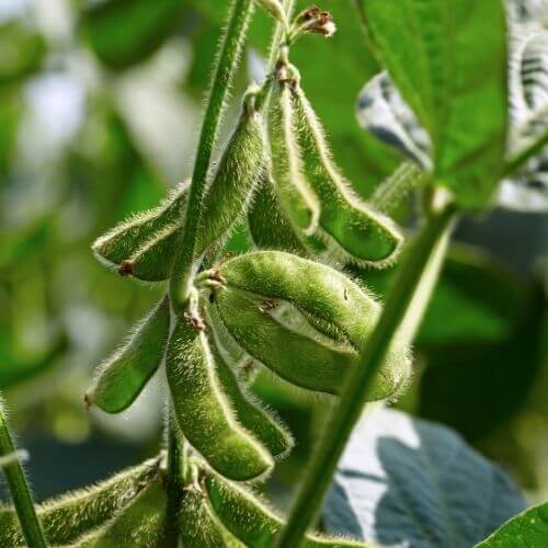 Soybean Seeds