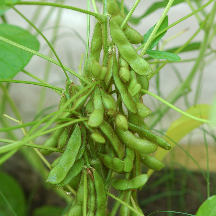 Soybean Seeds - Vegetable Plant for Home Gardens
