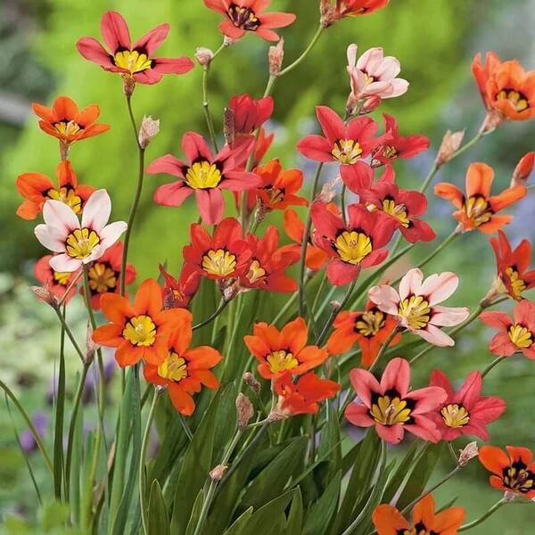Sparaxis seeds - All in one for home gardens