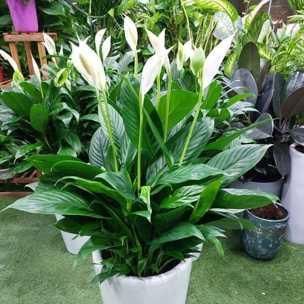 Spathiphyllum Wallisii seeds - Flower Plant