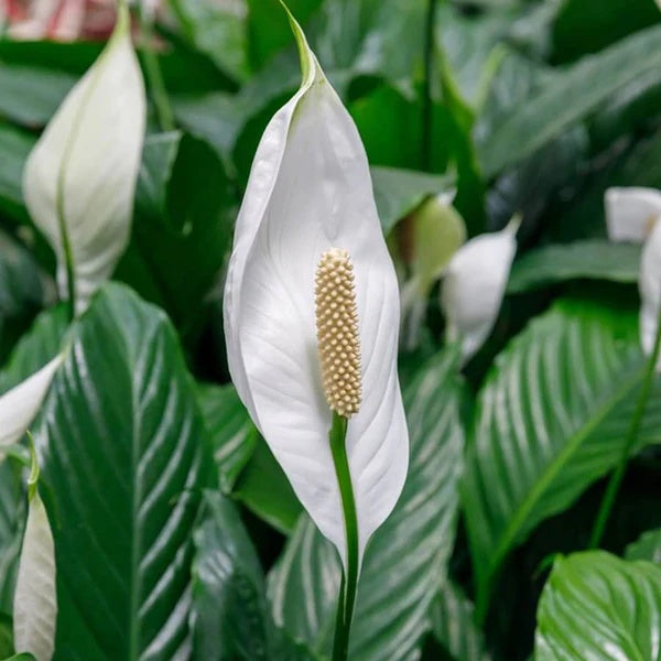 Spathiphyllum Wallisii seeds - Flower Plant
