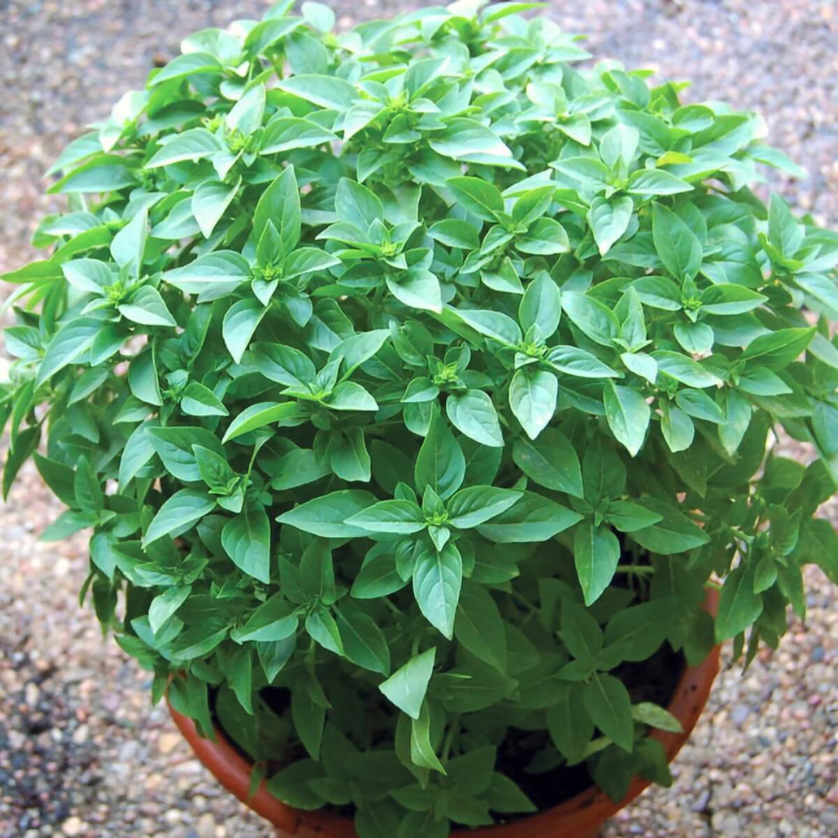 Spicy Bush Basil Seeds - Herbal Plant