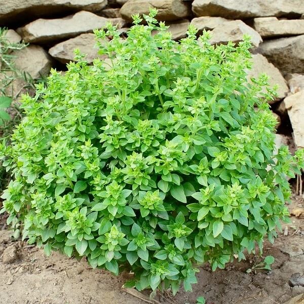 Spicy Globe Basil Seeds - Herbal Plant
