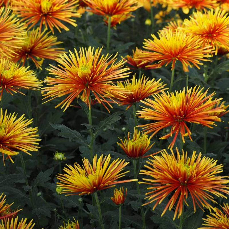 Spider Mum Seeds - Heirloom Flower Plant for Home Gardens