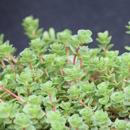 Spurium Sedum Seeds