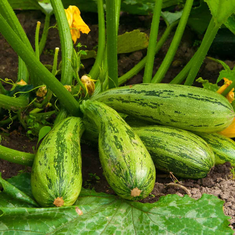 Squash Seeds