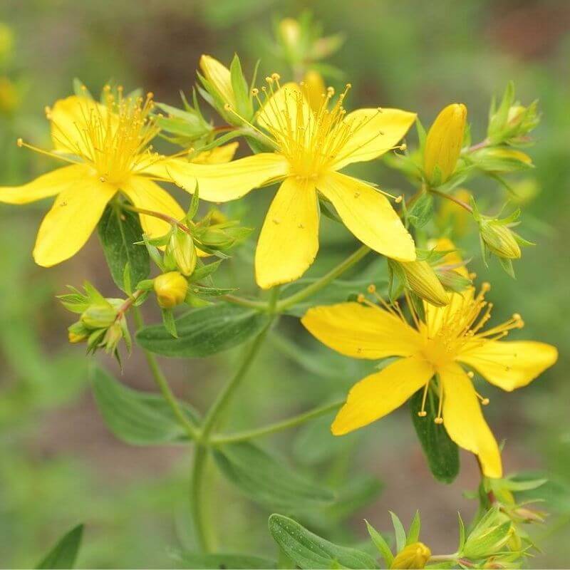 St. John’s Wort Seeds - Herbal Plant