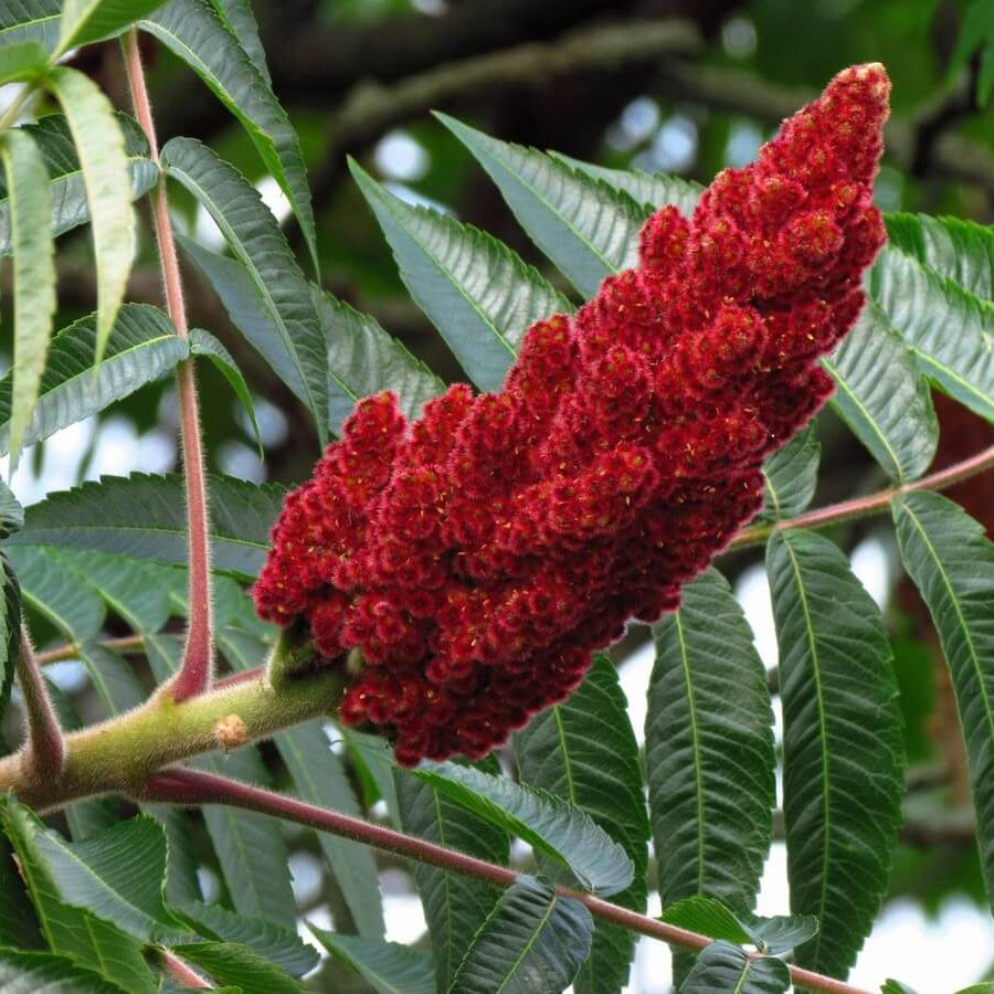 Staghorn Sumac Seeds