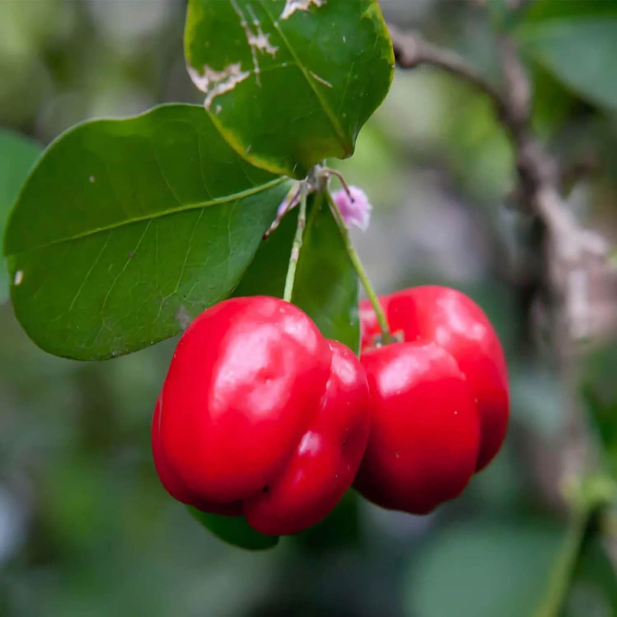 Standard Acerola Seeds - Fruit Plant Seeds for Home Gardens