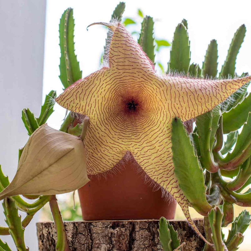 Stapelia Seeds - Succulent Plant Seeds for Home Gardens