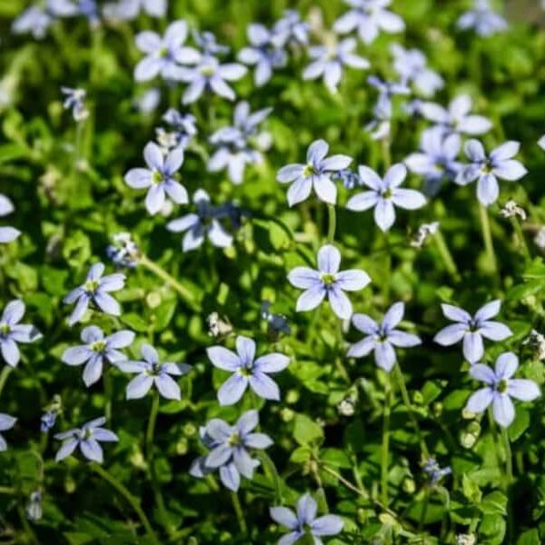 Star Creeper Seeds