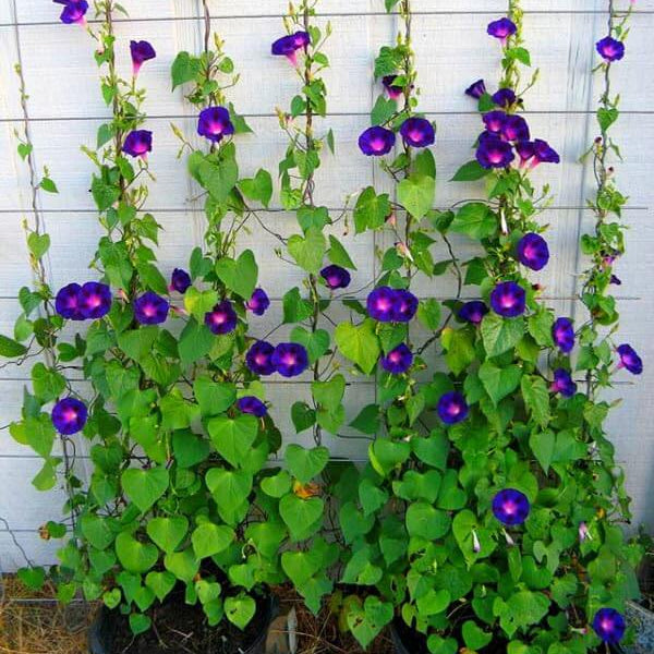 Star of Yelta Morning Glory Seeds