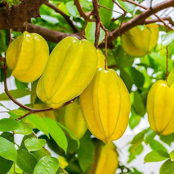 Starfruit Seeds - Fruit Plant for Home Gardens