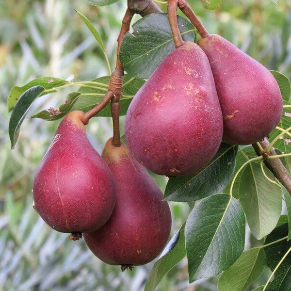Starkrimson Pear Seeds