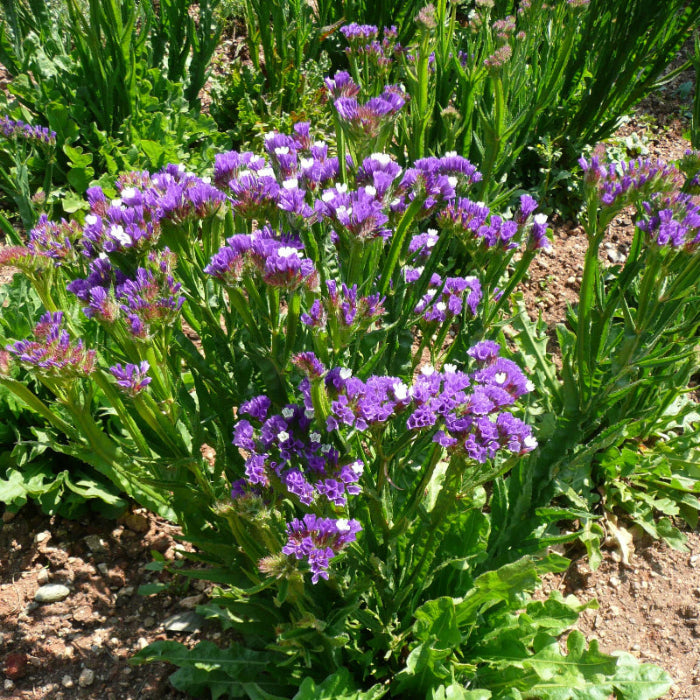 Statice Seeds