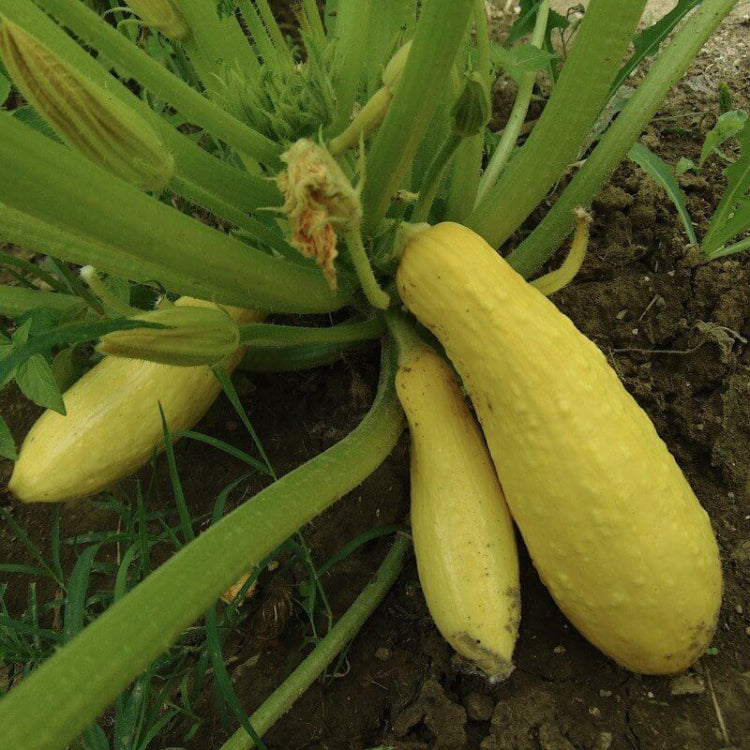 Straightneck Squash Seeds - Heirloom Vegetable Plant for Home Gardens