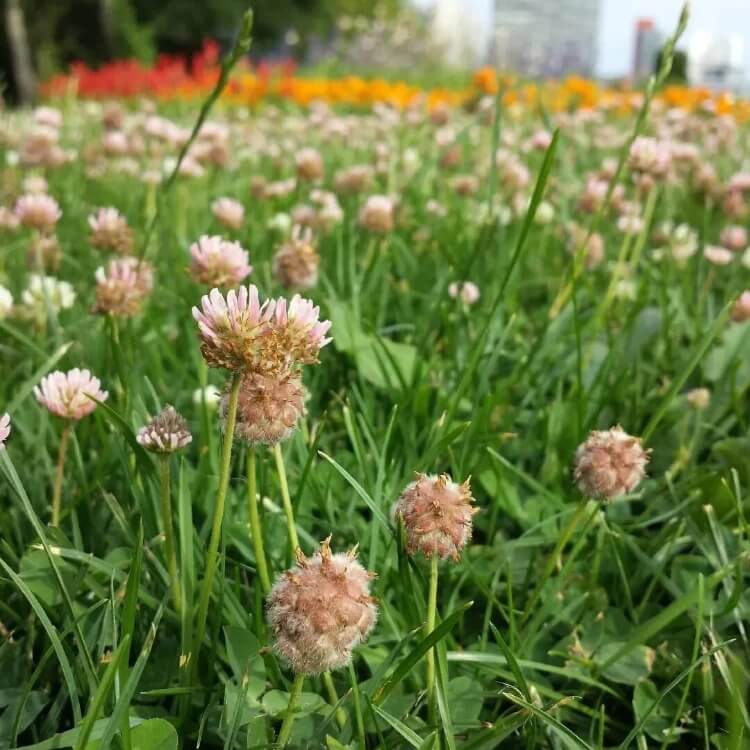 Strawberry Clover Seeds