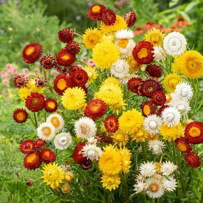 Strawflower Seeds - Flower Plant
