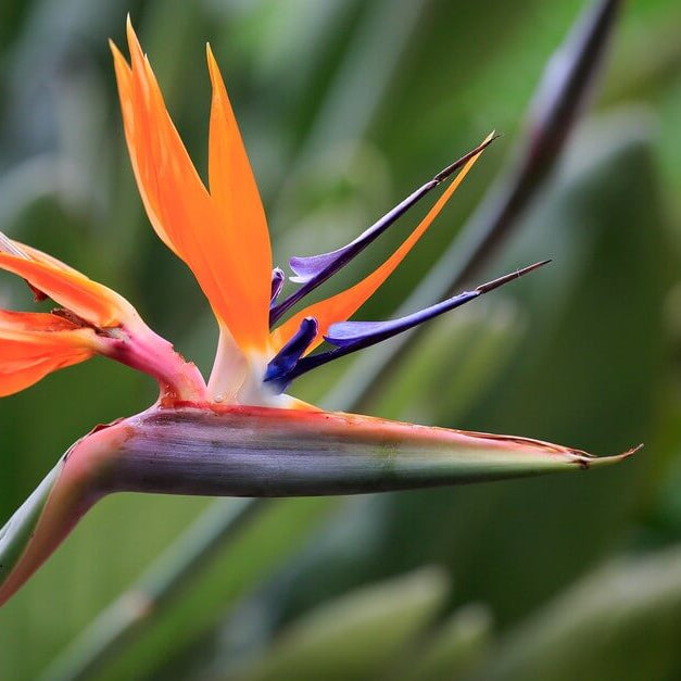 Strelitzia seeds - Flower Plant for Home Gardens
