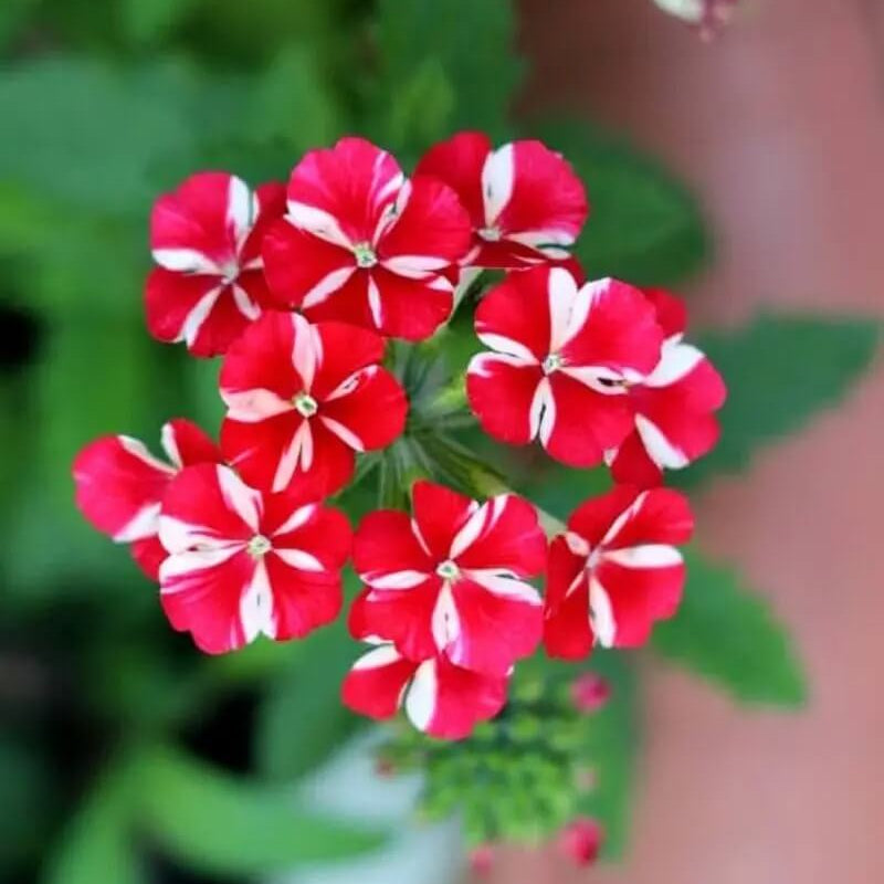Stripe Verbena Seeds