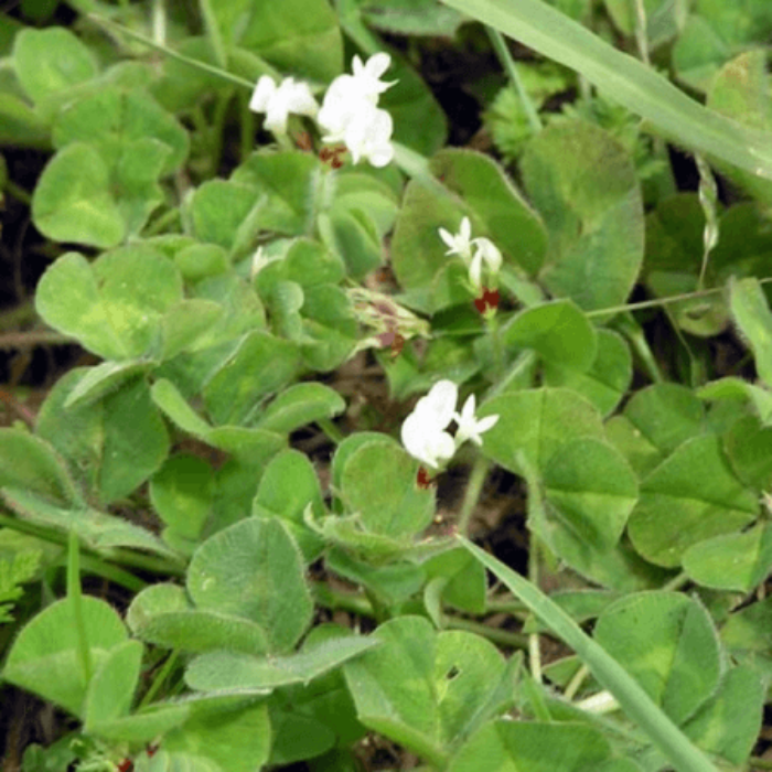 Subterranean Clover Seeds - Herbal Plant