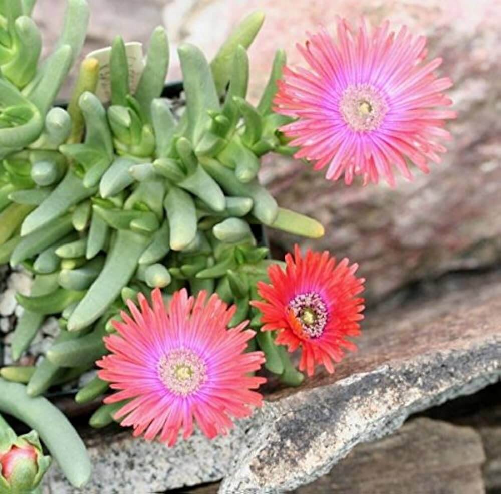 Succulent seeds - Flower Plant for Home Gardens