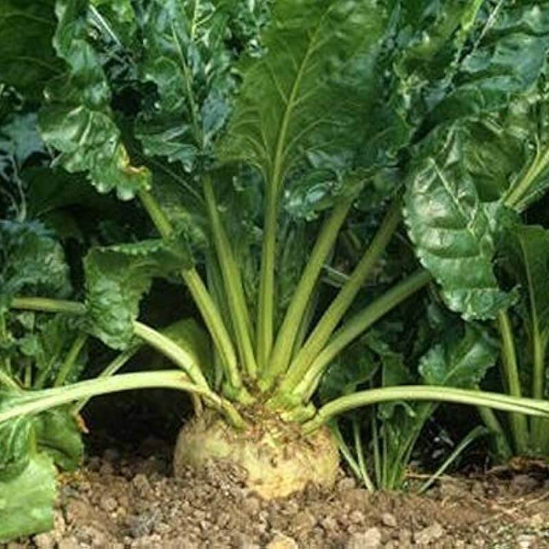 Sugar Beet Seeds