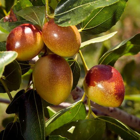 Sugar Cane Jujube Seeds