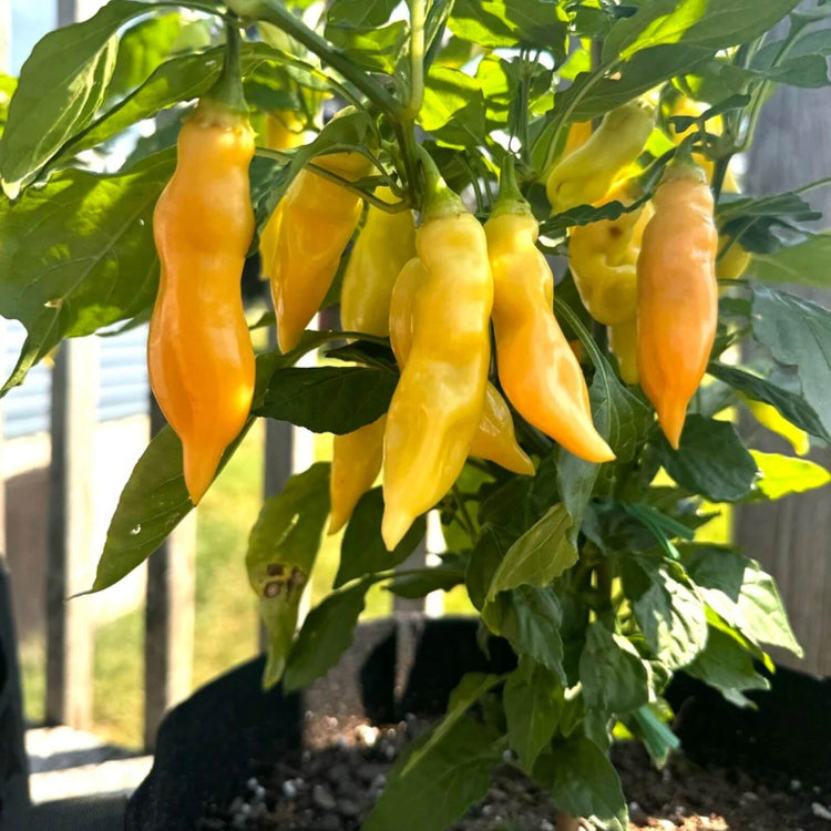 Sugar Rush Peach Pepper Seeds - Vegetable Plant