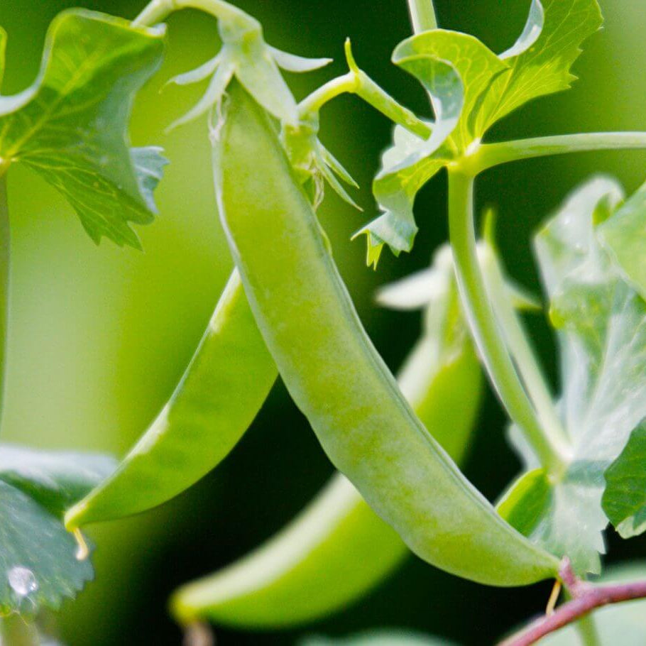 Sugar ann snap pea seeds - Vegetable Plant