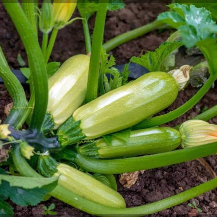 Summer Squash Seeds - Vegetable Plant
