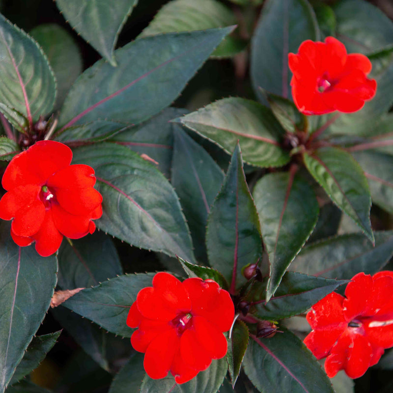 SunPatiens Seeds - Heirloom Flower Plant for Home Gardens