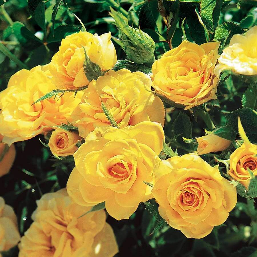 Sun Sprinkles Miniature Rose Seeds - Heirloom Flower Plant for Home Gardens