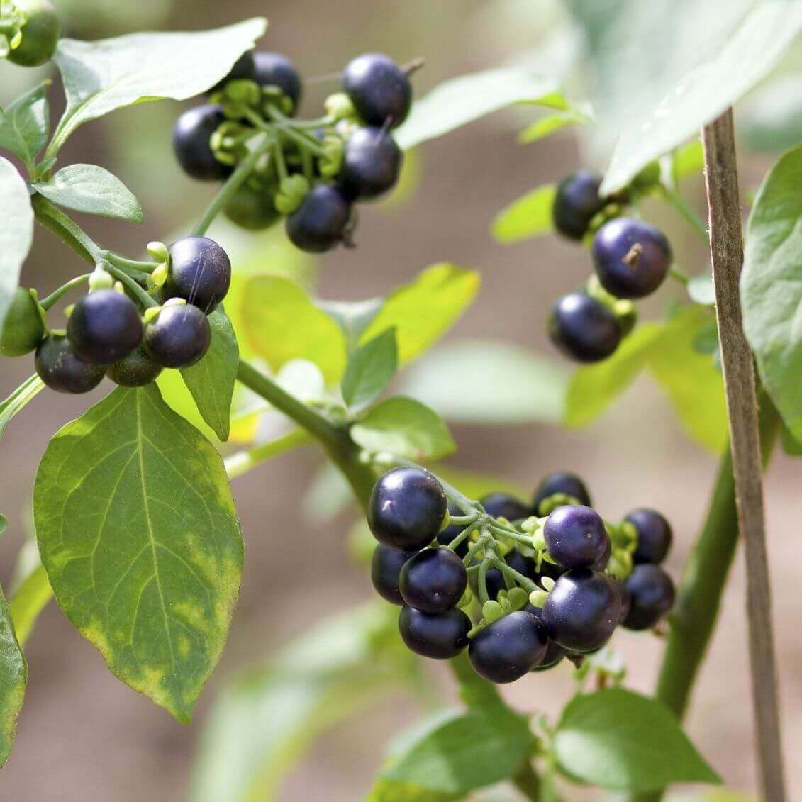 Sunberry Seeds