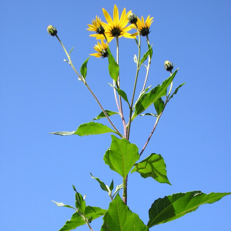 Sunchoke Seeds